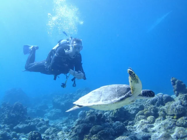 幻の島でウミガメと出会う！シュノーケリングの人気スポットと体験ツアーのおすすめ
