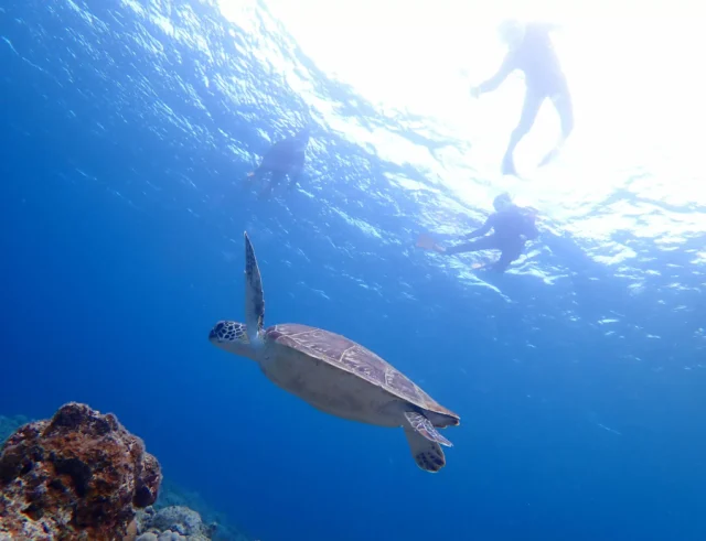 幻の島でウミガメと出会う！シュノーケリングの人気スポットと体験ツアーのおすすめ