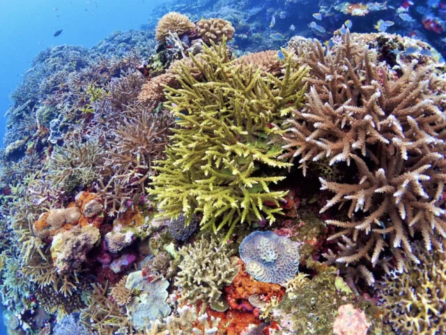 石垣島のサンゴはなぜ美しい？石垣島のサンゴ礁を楽しむおすすめスポットと最新アクティビティ
