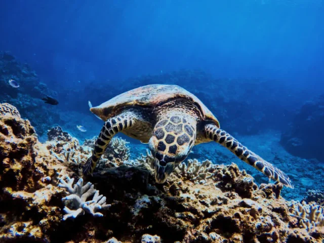 幻の島でウミガメと出会う！シュノーケリングの人気スポットと体験ツアーのおすすめ