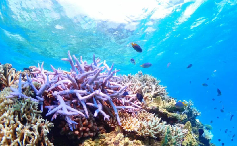珊瑚礁