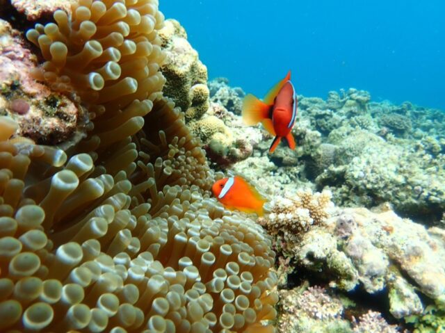 幻の島（浜島）と青の洞窟どっちがおすすめ？両方行ける人気ツアーもご紹介！ 