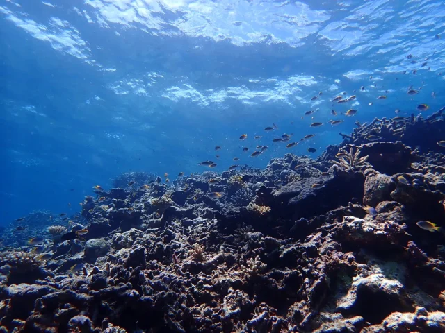 幻の島（浜島）と青の洞窟どっちがおすすめ？両方行ける人気ツアーもご紹介！