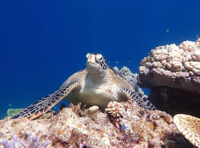 ★秋の特別SALE【選べる石垣島or小浜島発着】初心者やお子様も歓迎☆幻の島上陸＋石西礁湖＆ウミガメシュノーケリングAM半日コース（No.590）