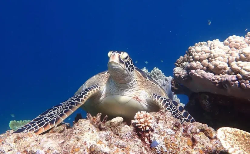幻の島上陸、石西礁湖、ウミガメシュノーケリング