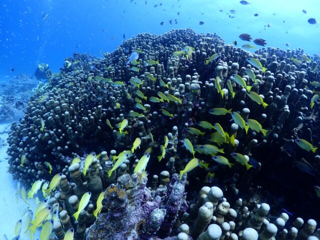 石垣島のサンゴはなぜ美しい？石垣島のサンゴ礁を楽しむおすすめスポットと最新アクティビティ