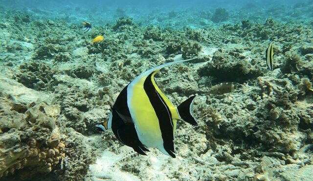 石垣島の魚と出会う！シュノーケリング・ダイビングで楽しむ海中世界