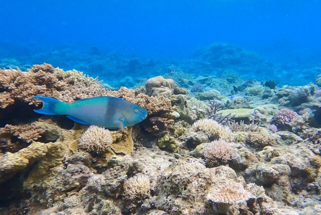 石垣島の魚と出会う！シュノーケリング・ダイビングで楽しむ海中世界