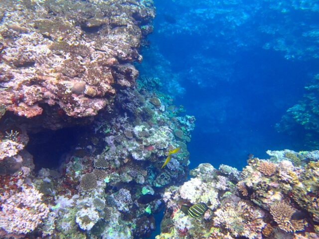 石垣島のサンゴはなぜ美しい？石垣島のサンゴ礁を楽しむおすすめスポットと最新アクティビティ