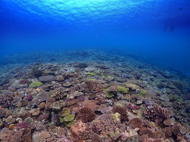 石垣島のサンゴはなぜ美しい？石垣島のサンゴ礁を楽しむおすすめスポットと最新アクティビティ