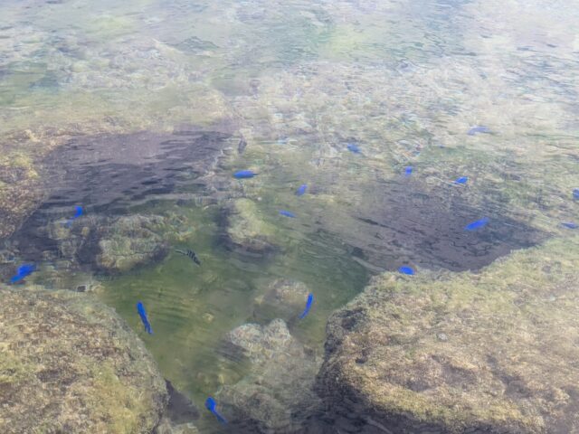 石垣島の魚と出会う！シュノーケリング・ダイビングで楽しむ海中世界
