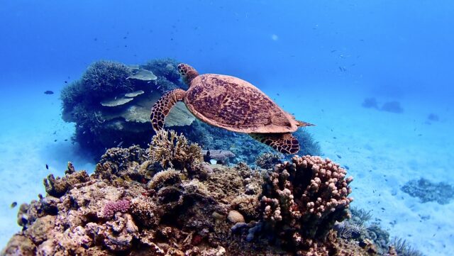 石垣島のサンゴはなぜ美しい？石垣島のサンゴ礁を楽しむおすすめスポットと最新アクティビティ