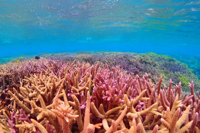 石垣島のサンゴはなぜ美しい？石垣島のサンゴ礁を楽しむおすすめスポットと最新アクティビティ