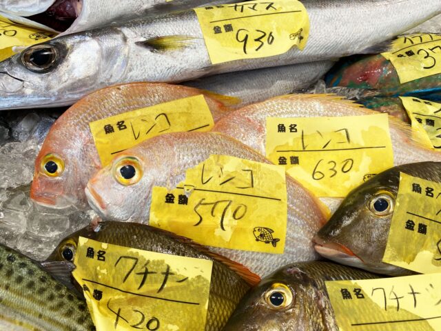 石垣島の魚と出会う！シュノーケリング・ダイビングで楽しむ海中世界