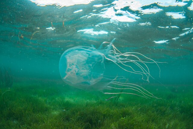 石垣島の海で見られる　ハブクラゲ